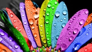 como perder peso com a dieta das 6 pétalas